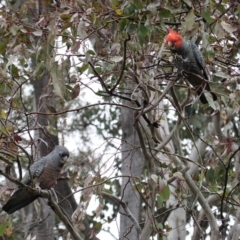 Callocephalon fimbriatum at Deakin, ACT - suppressed