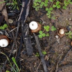 Geastrum sp. (genus) (An earthstar) at Deakin, ACT - 15 Aug 2020 by JackyF