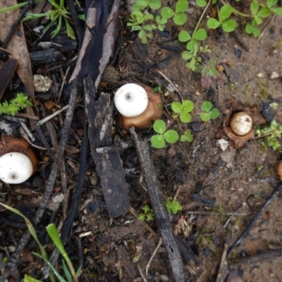 Geastrum sp. (Geastrum sp.) at Deakin, ACT - 15 Aug 2020 by JackyF