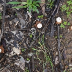 Geastrum sp. (genus) at Deakin, ACT - 15 Aug 2020 11:57 AM