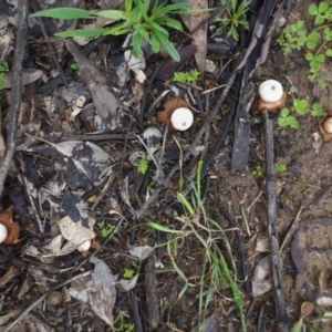 Geastrum sp. at Deakin, ACT - 15 Aug 2020