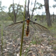 Leptotarsus (Leptotarsus) clavatus (A crane fly) at Lower Boro, NSW - 15 Jan 2012 by AndyRussell