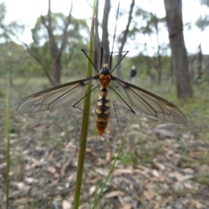 Leptotarsus (Leptotarsus) clavatus at Lower Boro, NSW - 15 Jan 2012