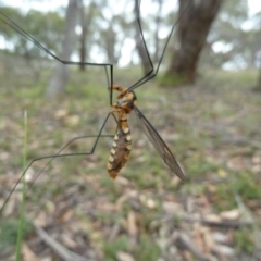 Leptotarsus (Leptotarsus) clavatus at Lower Boro, NSW - 15 Jan 2012 02:29 PM