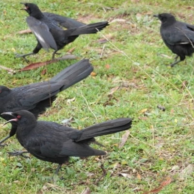 Corcorax melanorhamphos (White-winged Chough) at Red Hill to Yarralumla Creek - 15 Aug 2020 by JackyF