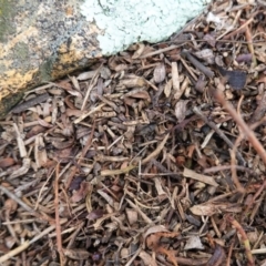 Papyrius nitidus (Shining Coconut Ant) at Red Hill Nature Reserve - 14 Aug 2020 by JackyF