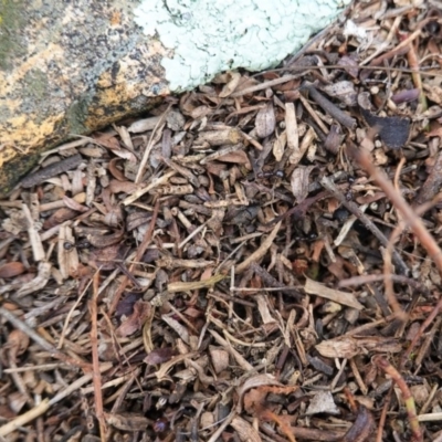 Papyrius nitidus (Shining Coconut Ant) at Red Hill to Yarralumla Creek - 14 Aug 2020 by JackyF