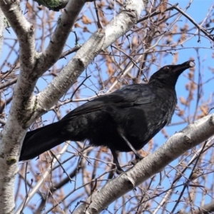 Corcorax melanorhamphos at Hughes, ACT - 13 Aug 2020