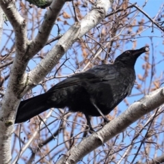 Corcorax melanorhamphos (White-winged Chough) at Hughes, ACT - 13 Aug 2020 by JackyF