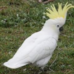 Cacatua galerita (Sulphur-crested Cockatoo) at Hughes, ACT - 14 Aug 2020 by JackyF