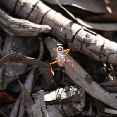 Gotra sp. (genus) (Unidentified Gotra ichneumon wasp) at Majura, ACT - 6 Dec 2019 by jb2602