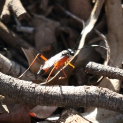 Gotra sp. (genus) at Majura, ACT - 6 Dec 2019 05:44 PM