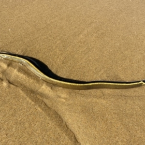 Hydrophis platurus at Congo, NSW - 20 Jul 2020