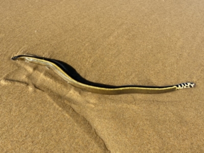 Hydrophis platurus (Yellow-bellied Sea Snake) at Congo, NSW - 20 Jul 2020 by Hilderbilly