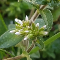 Cerastium glomeratum (Sticky Mouse-ear Chickweed) at Lyneham, ACT - 20 Aug 2020 by trevorpreston