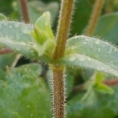 Cerastium glomeratum at Lyneham, ACT - 20 Aug 2020