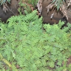 Gleichenia rupestris (Scrambling Coral Fern) at Bamarang, NSW - 19 Aug 2020 by plants