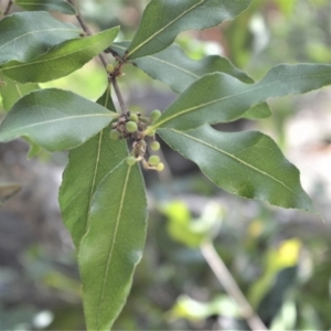 Notelaea longifolia at Bamarang, NSW - 19 Aug 2020