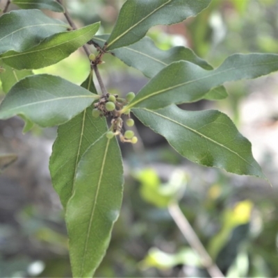 Notelaea longifolia (Long-Leaved Mock Olive) at Bamarang, NSW - 19 Aug 2020 by plants