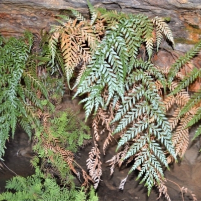 Todea barbara (King Fern) at Bamarang, NSW - 19 Aug 2020 by plants