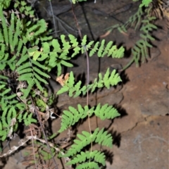 Histiopteris incisa (Bat's-Wing Fern) at Bamarang, NSW - 19 Aug 2020 by plants