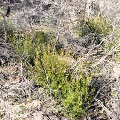 Leptospermum sejunctum (Bomaderry Tea-Tree) at Bamarang Nature Reserve - 19 Aug 2020 by plants