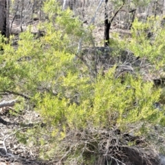 Leptospermum sejunctum at Bamarang, NSW - 19 Aug 2020
