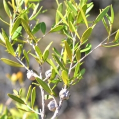 Leptospermum sejunctum at Bamarang, NSW - 19 Aug 2020