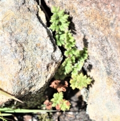 Cheilanthes distans (Bristly Cloak Fern) at Bamarang Nature Reserve - 19 Aug 2020 by plants