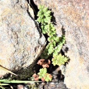 Cheilanthes distans at Bamarang, NSW - 19 Aug 2020