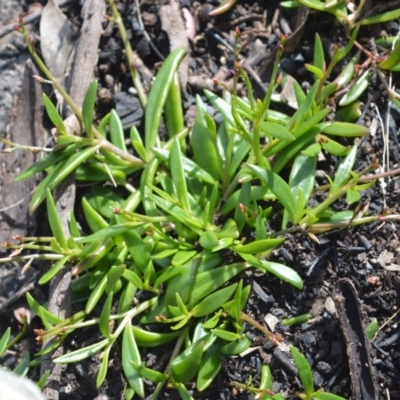 Calandrinia pickeringii at Bamarang, NSW - 19 Aug 2020 by plants