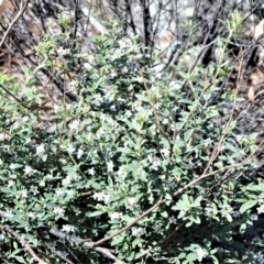 Zieria cytisoides (Downy Zieria) at Bamarang, NSW - 20 Aug 2020 by plants