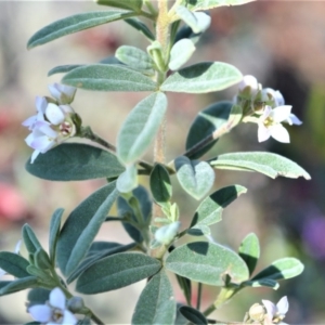 Zieria cytisoides at Bamarang, NSW - 20 Aug 2020