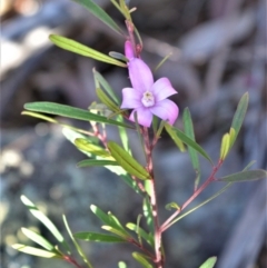 Crowea exalata (Crowea) at Bamarang, NSW - 19 Aug 2020 by plants