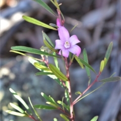 Crowea exalata (Crowea) at Bamarang, NSW - 20 Aug 2020 by plants