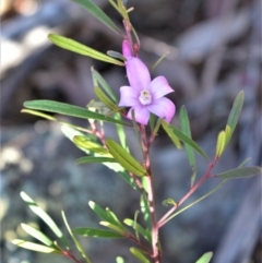 Crowea exalata (Crowea) at Bamarang Nature Reserve - 19 Aug 2020 by plants