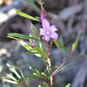 Crowea exalata at Bamarang, NSW - 20 Aug 2020