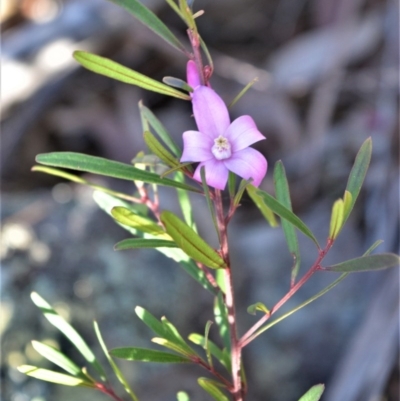 Crowea exalata (Crowea) at Bamarang, NSW - 20 Aug 2020 by plants