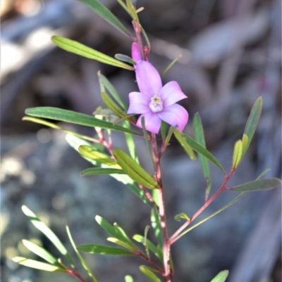 Crowea exalata (Crowea) at Bamarang Nature Reserve - 19 Aug 2020 by plants