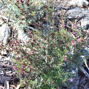 Crowea exalata at Bamarang, NSW - 20 Aug 2020