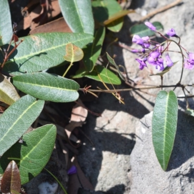 Hardenbergia violacea (False Sarsaparilla) at Bamarang, NSW - 19 Aug 2020 by plants