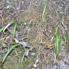 Dockrillia striolata (Streaked Rock Orchid) at Bamarang, NSW - 20 Aug 2020 by plants