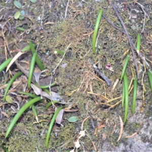 Dockrillia striolata at Bamarang, NSW - 20 Aug 2020