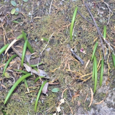 Dockrillia striolata (Streaked Rock Orchid) at Bamarang, NSW - 20 Aug 2020 by plants
