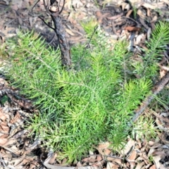 Persoonia linearis (Narrow-leaved Geebung) at Bamarang, NSW - 19 Aug 2020 by plants