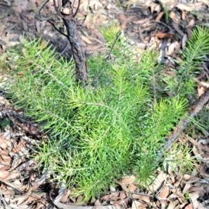 Persoonia linearis at Bamarang, NSW - suppressed