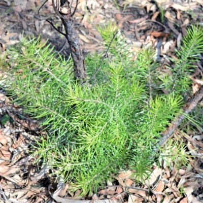 Persoonia linearis (Narrow-leaved Geebung) at Bamarang, NSW - 19 Aug 2020 by plants