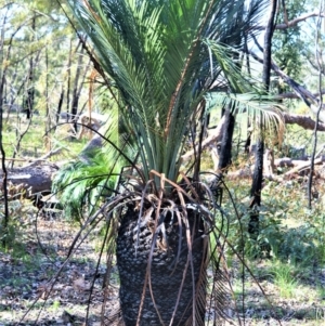 Macrozamia communis at Bamarang, NSW - suppressed