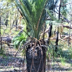 Macrozamia communis (Burrawang) at Bamarang Nature Reserve - 19 Aug 2020 by plants