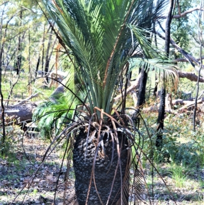 Macrozamia communis (Burrawang) at Bamarang, NSW - 19 Aug 2020 by plants